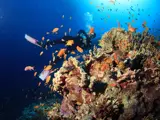 Coral Reef Hurghada