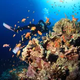 Coral Reef Hurghada