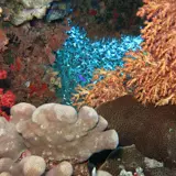 Corals Red Sea