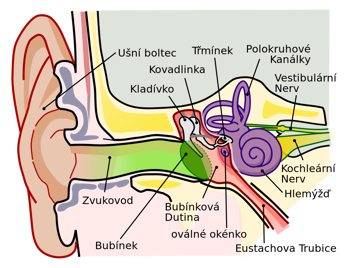 Anatomie ucha