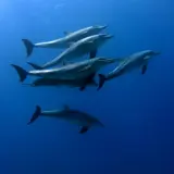 Dolphins Hurghada