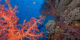 Red Sea corals