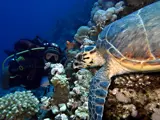 Potápěč a želva Hurghada
