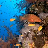 Coral reef and grouper Red Sea