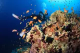 Coral Reef Hurghada
