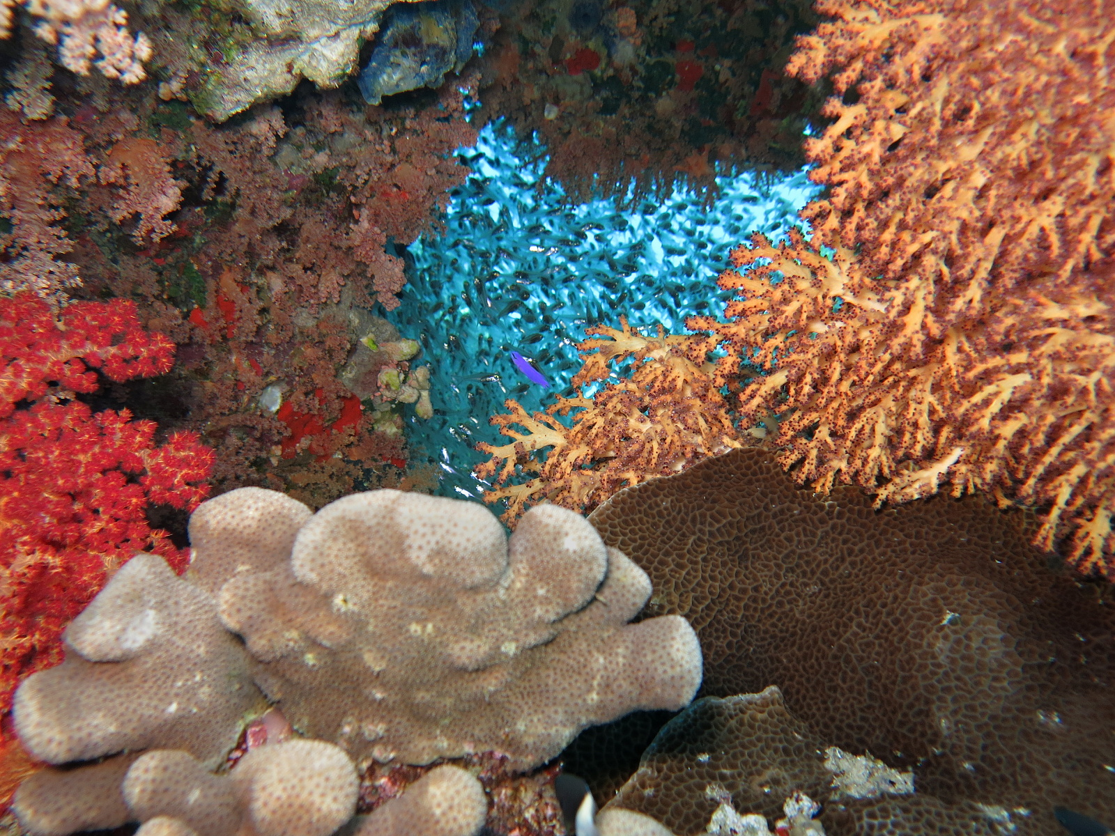 Galeria Zdj Z Morza Czerwonego Egypt Dive