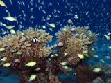 Corals and fish Red Sea