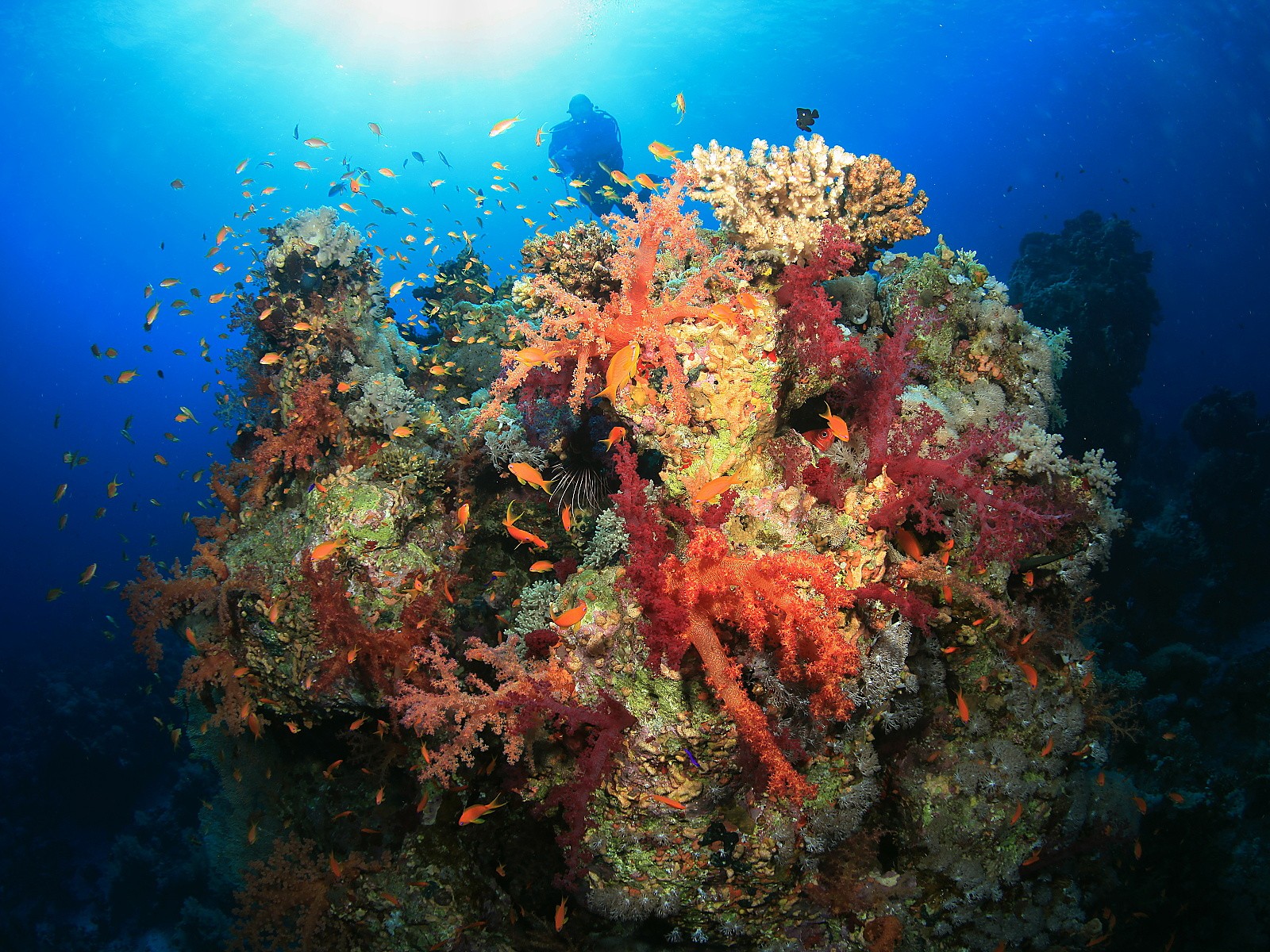 Diving And PADI Courses In Hurghada Red Sea Egypt Dive Diving And PADI Courses In Hurghada Red Sea Egypt Dive