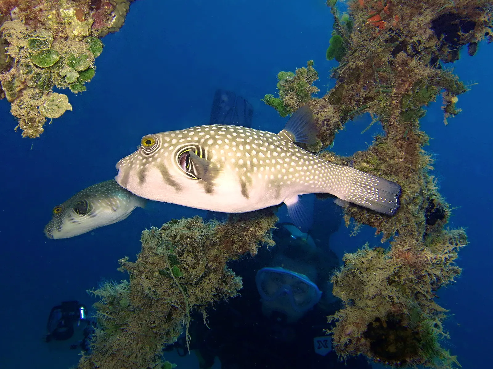 Dangerous Animals of the Red Sea | Egypt Dive