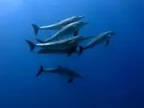 Dolphins Hurghada