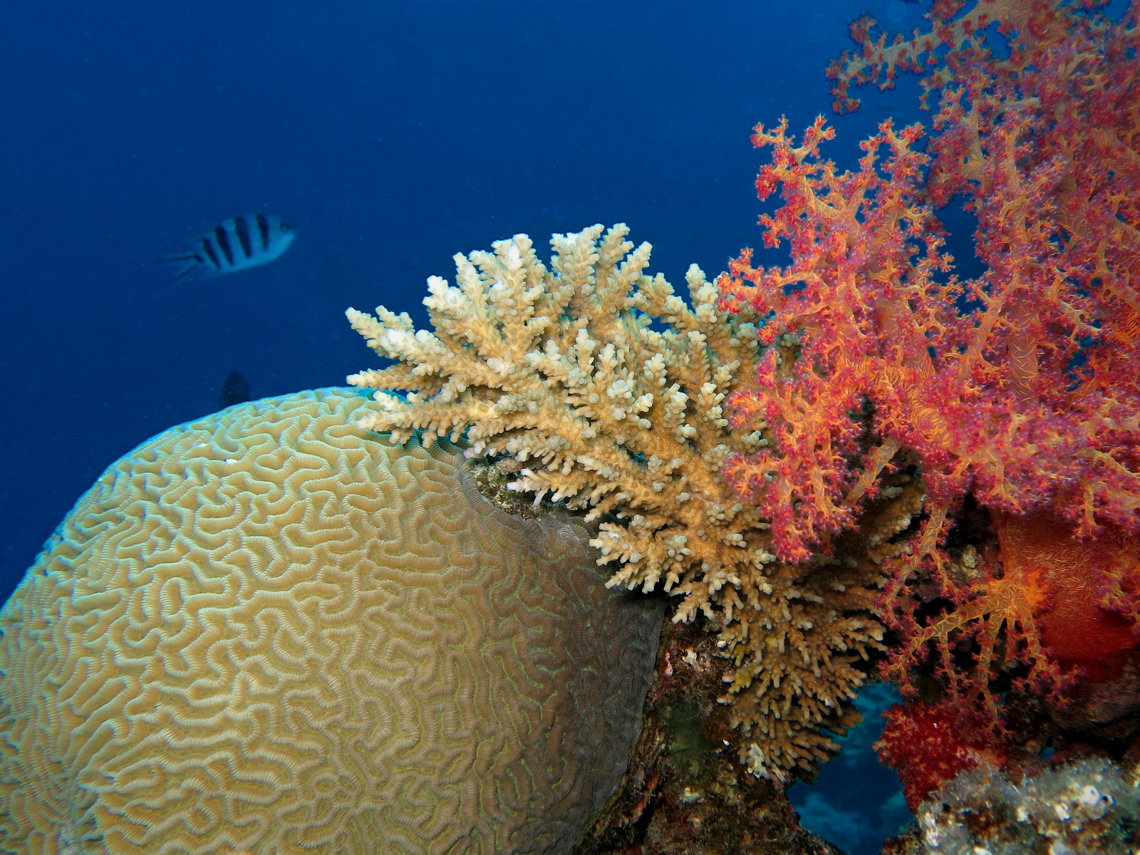 Galeria Zdj Z Morza Czerwonego Egypt Dive