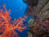 Red Sea corals