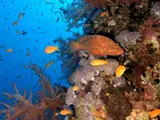 Coral reef and grouper Red Sea
